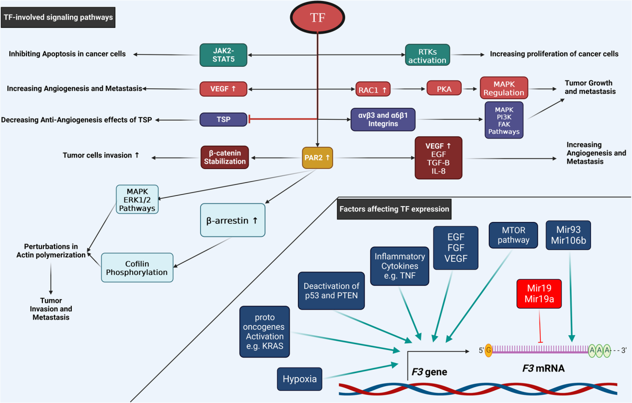 Coagulation pathway promoter CD142