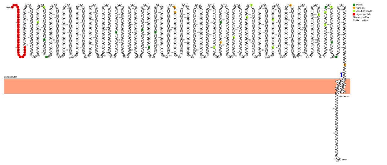 Collagen recognizes the integrin ITGA2
