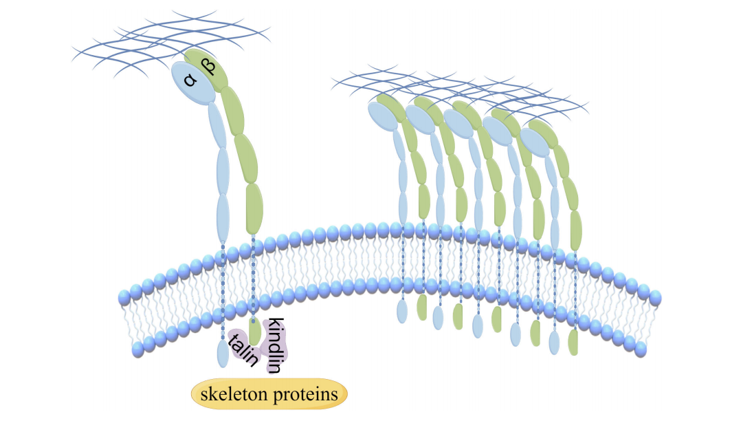 Collagen recognizes the integrin ITGA2