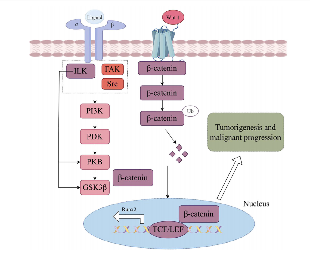 Collagen recognizes the integrin ITGA2