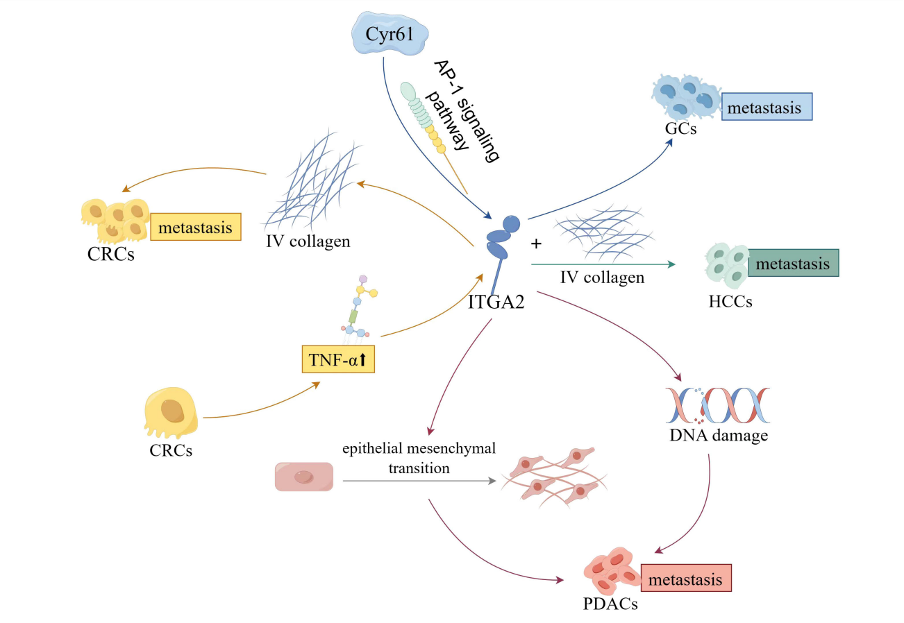 Collagen recognizes the integrin ITGA2
