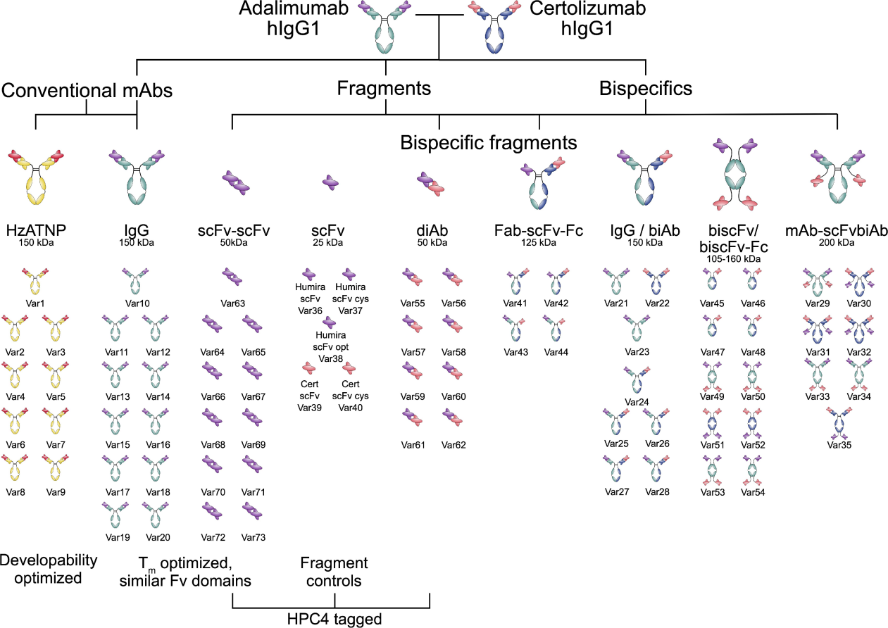 Comparative study of the exploitability of full-length antibody, fragment, and bispecific formats