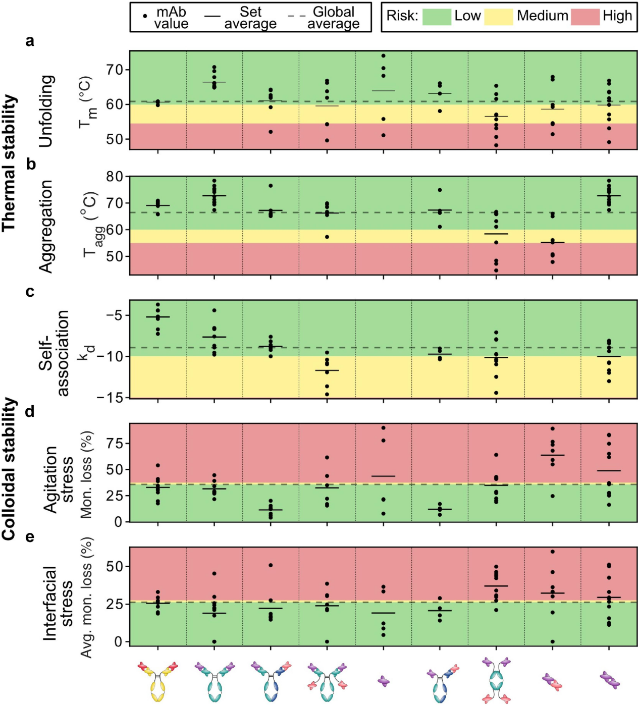 Comparative study of the exploitability of full-length antibody, fragment, and bispecific formats