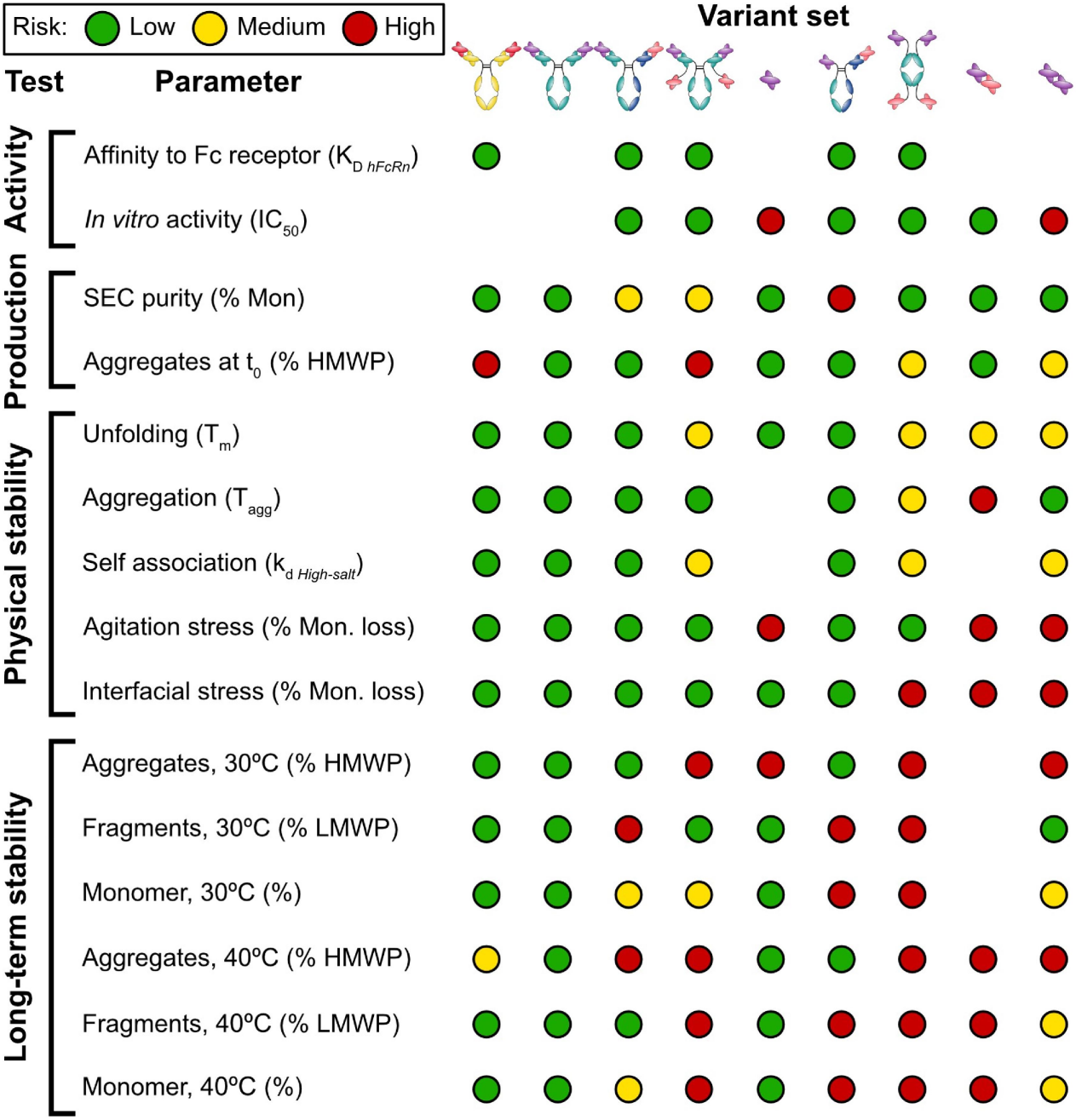 Comparative study of the exploitability of full-length antibody, fragment, and bispecific formats