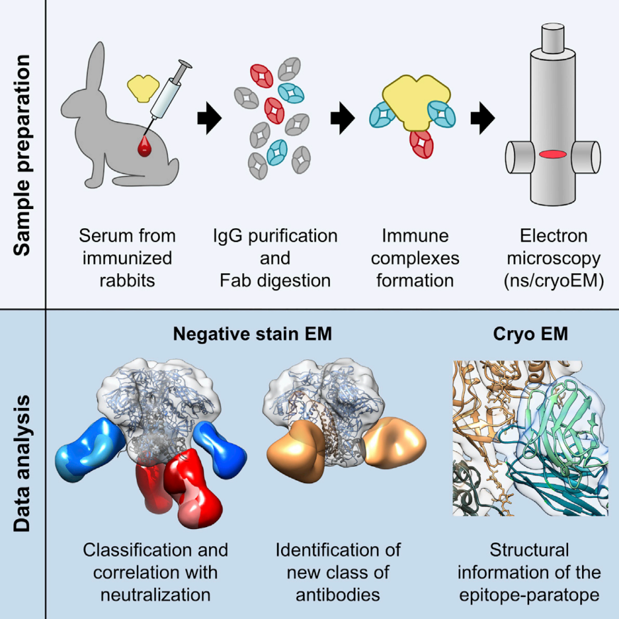 Comparison of mapping techniques of different antibody epitopes