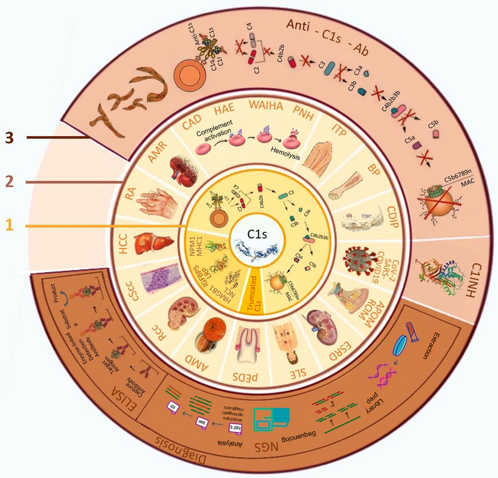 Complement Cascade Initiator C1s