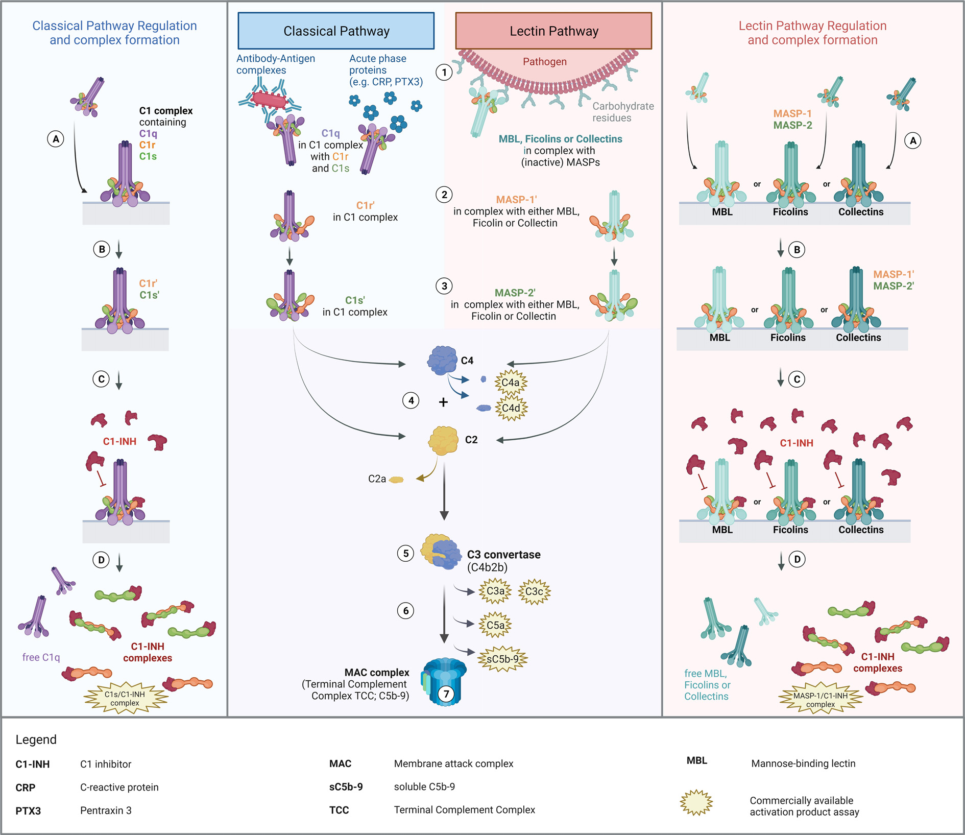 Complement Cascade Initiator C1s