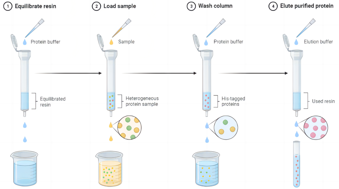 Consideration of recombinant expression of His small label fusion protein