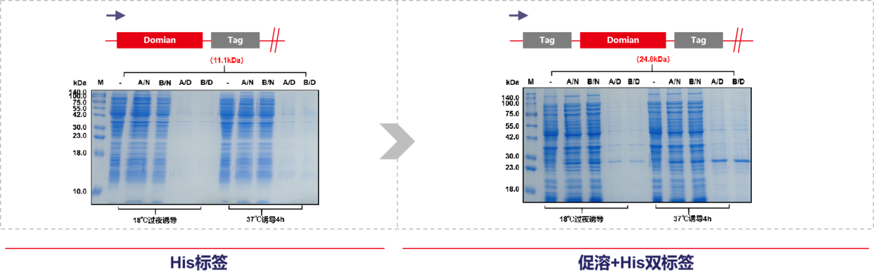 Consideration of recombinant expression of His small label fusion protein