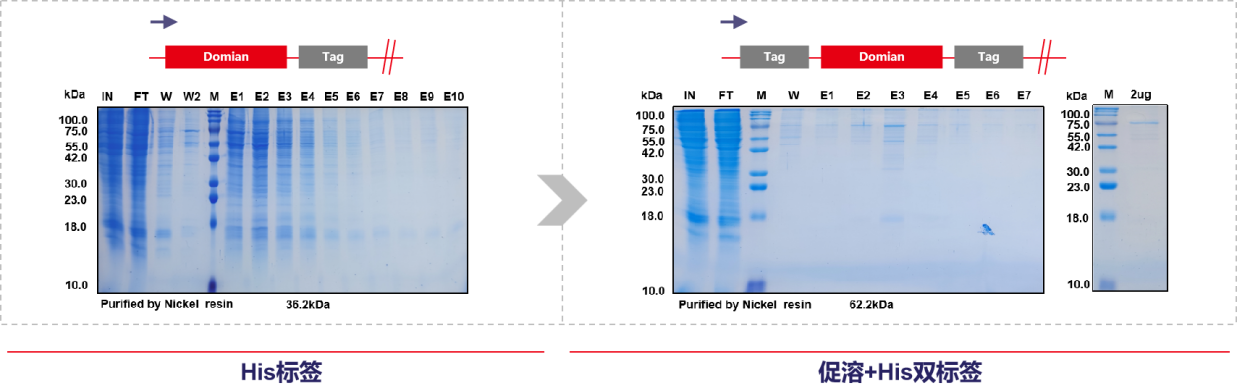 Consideration of recombinant expression of His small label fusion protein