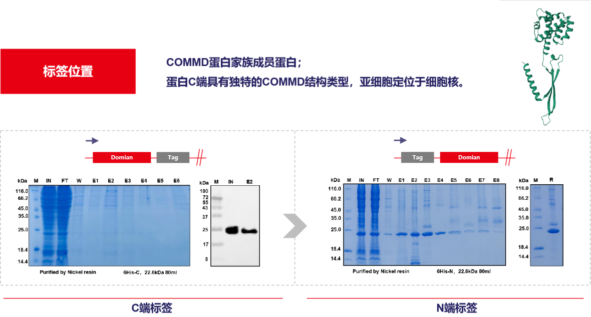 Consideration of recombinant expression of His small label fusion protein