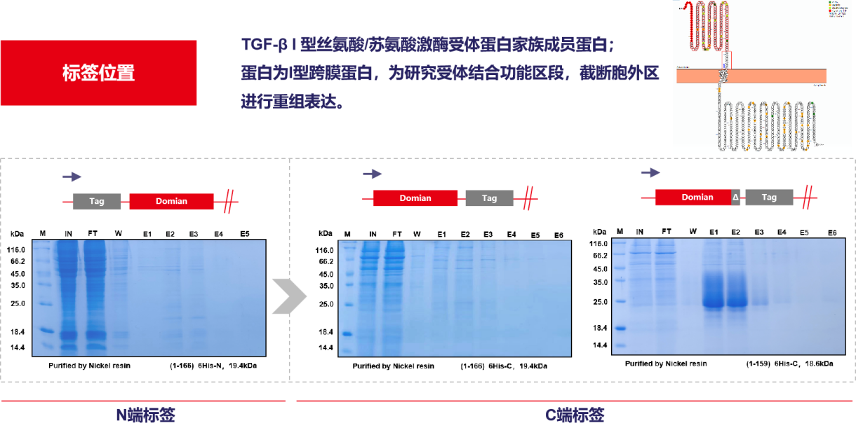 Consideration of recombinant expression of His small label fusion protein