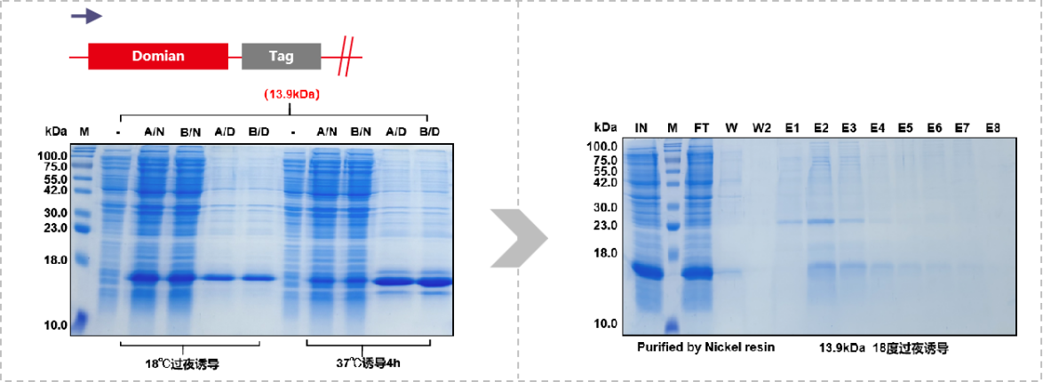 Consideration of recombinant expression of His small label fusion protein