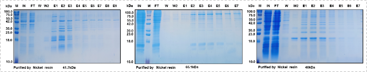 Consideration of recombinant expression of His small label fusion protein