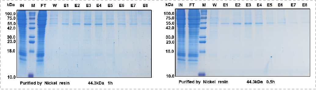 Consideration of recombinant expression of His small label fusion protein