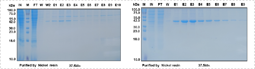 Consideration of recombinant expression of His small label fusion protein
