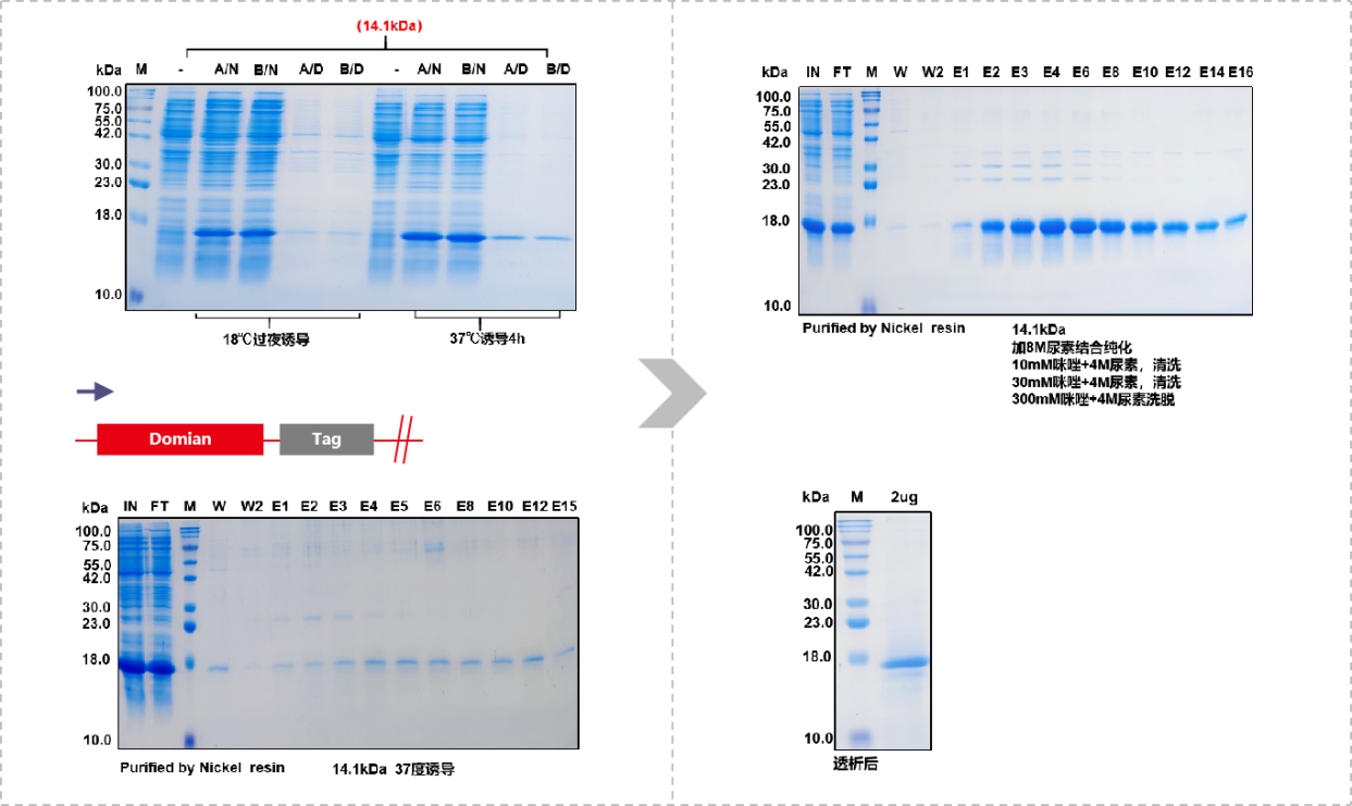 Consideration of recombinant expression of His small label fusion protein