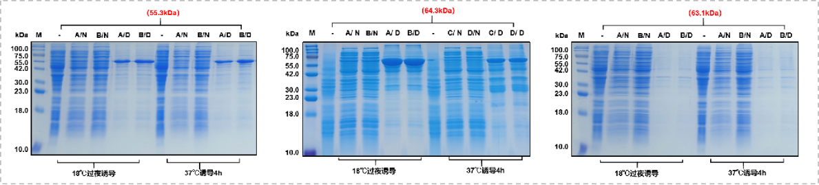 Consideration of recombinant expression of His small label fusion protein
