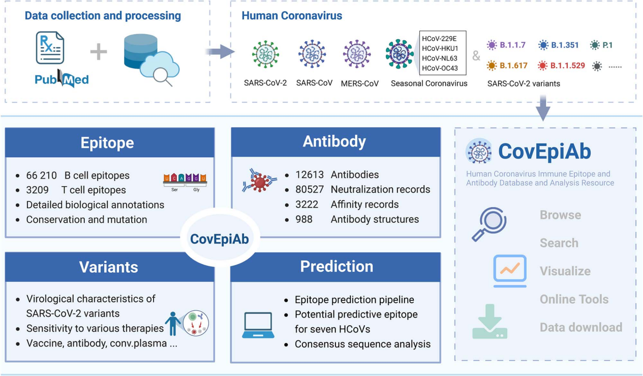CovEpiAb: a comprehensive database and analysis resource for immune epitopes and antibodies of human coronaviruses