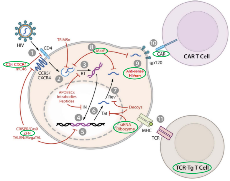 Cytotoxic T-cell surface key molecule CD4