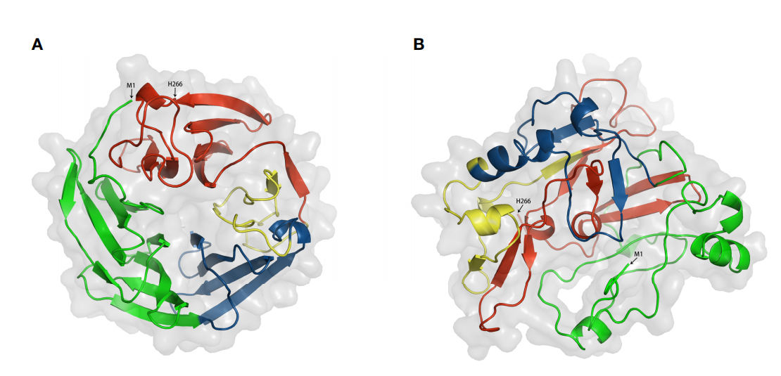 DKK1 is the core accomplicker of tumor immune escape