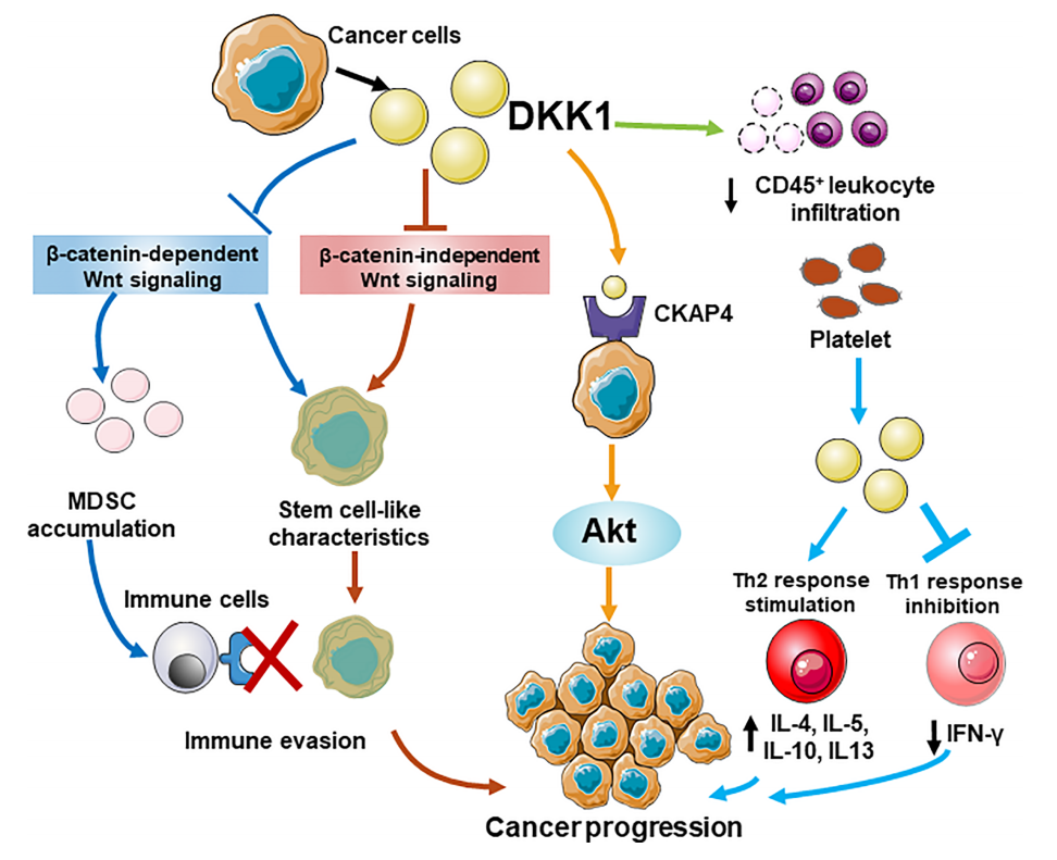 DKK1 is the core accomplicker of tumor immune escape