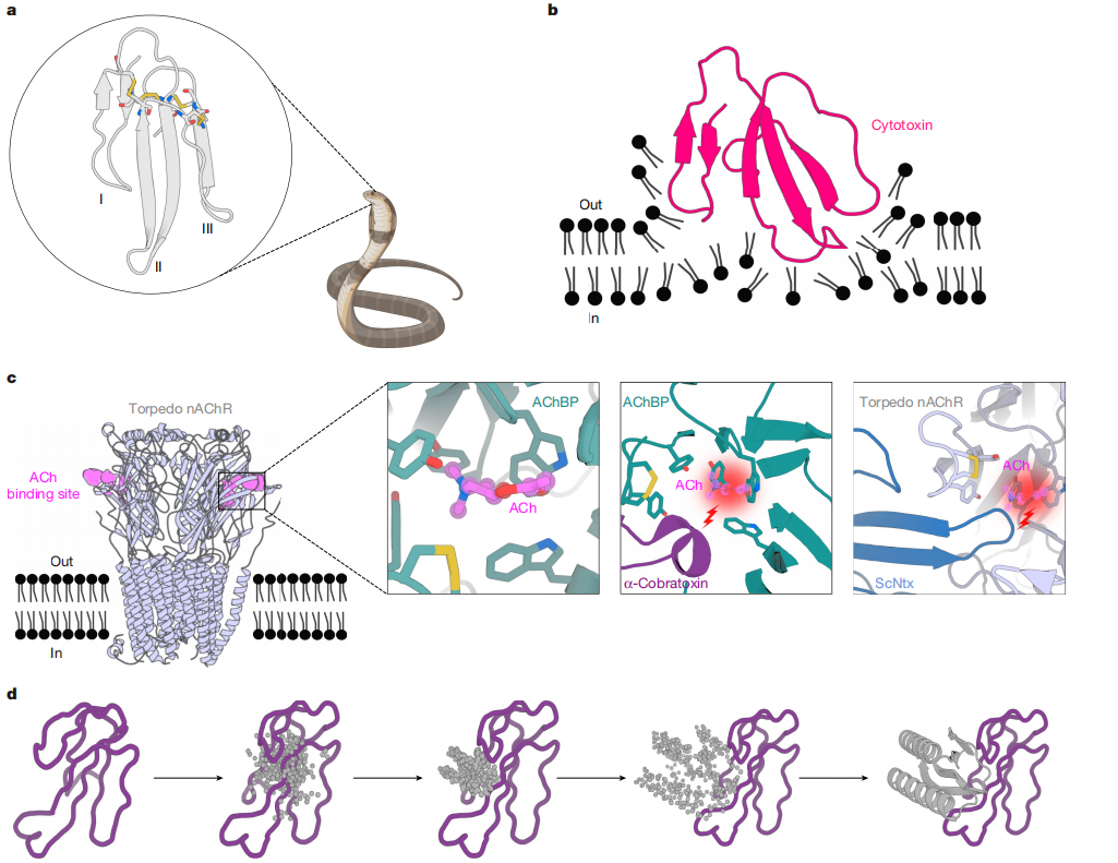 De novo designed proteins neutralize lethal snake venom toxins