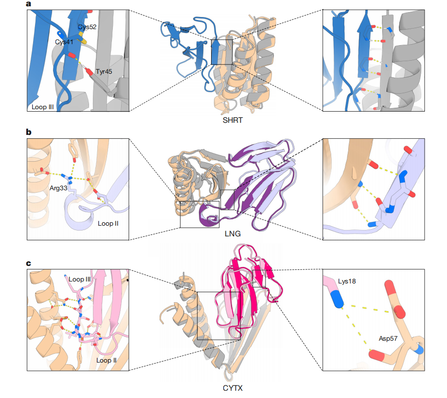 De novo designed proteins neutralize lethal snake venom toxins