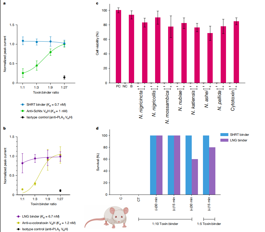 De novo designed proteins neutralize lethal snake venom toxins