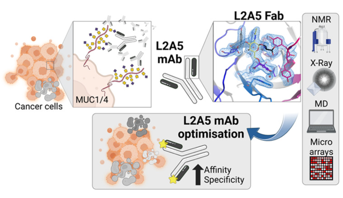 Decoding the Molecular Basis of the Specificity of an Anti-sTn Antibody