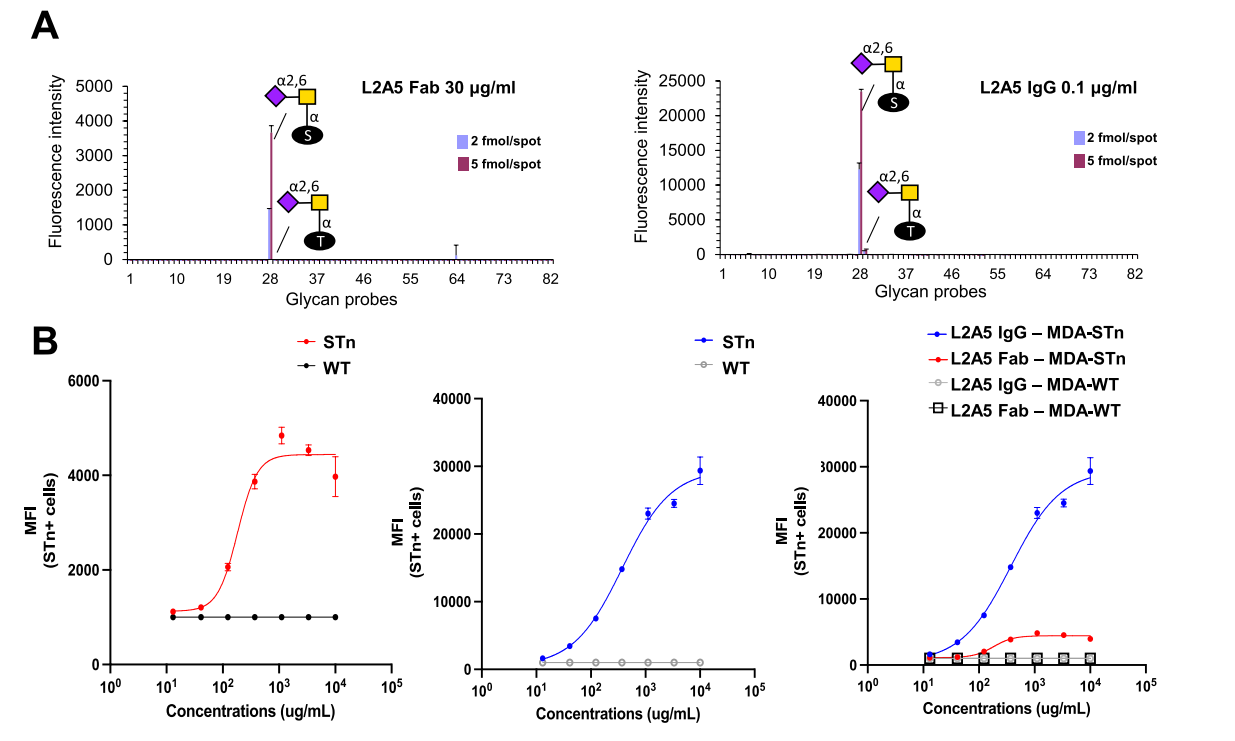Decoding the Molecular Basis of the Specificity of an Anti-sTn Antibody