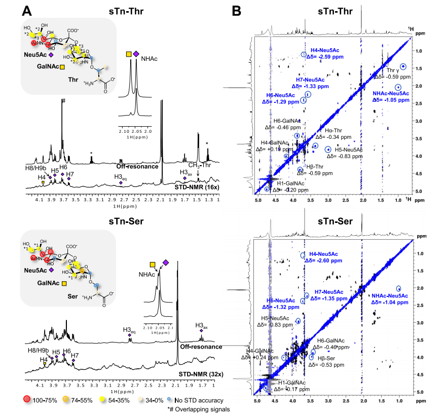 Decoding the Molecular Basis of the Specificity of an Anti-sTn Antibody