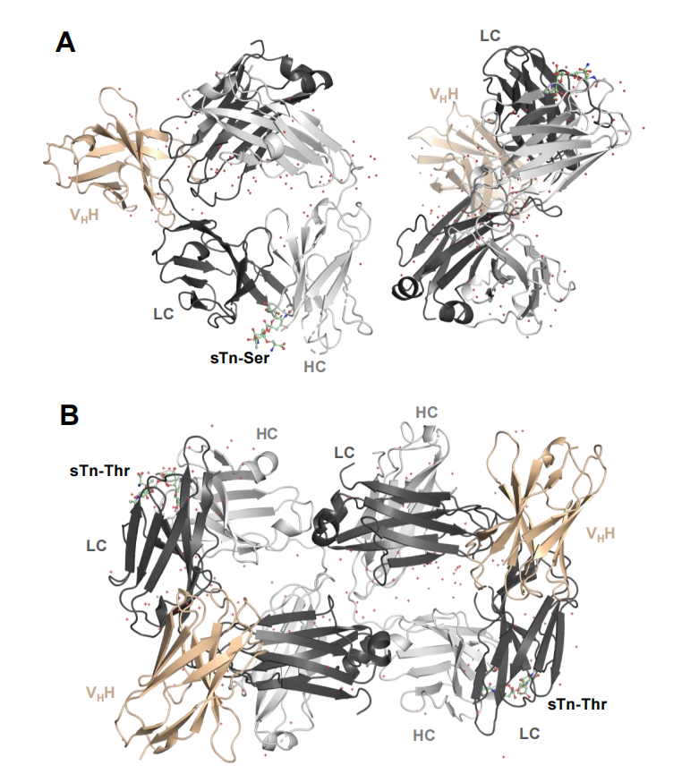 Decoding the Molecular Basis of the Specificity of an Anti-sTn Antibody