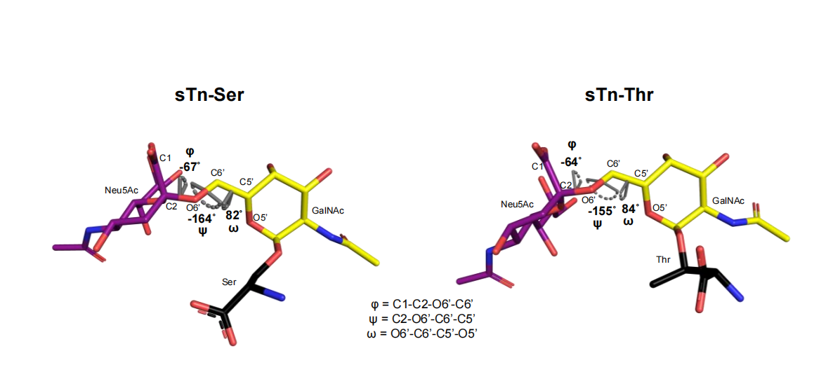 Decoding the Molecular Basis of the Specificity of an Anti-sTn Antibody