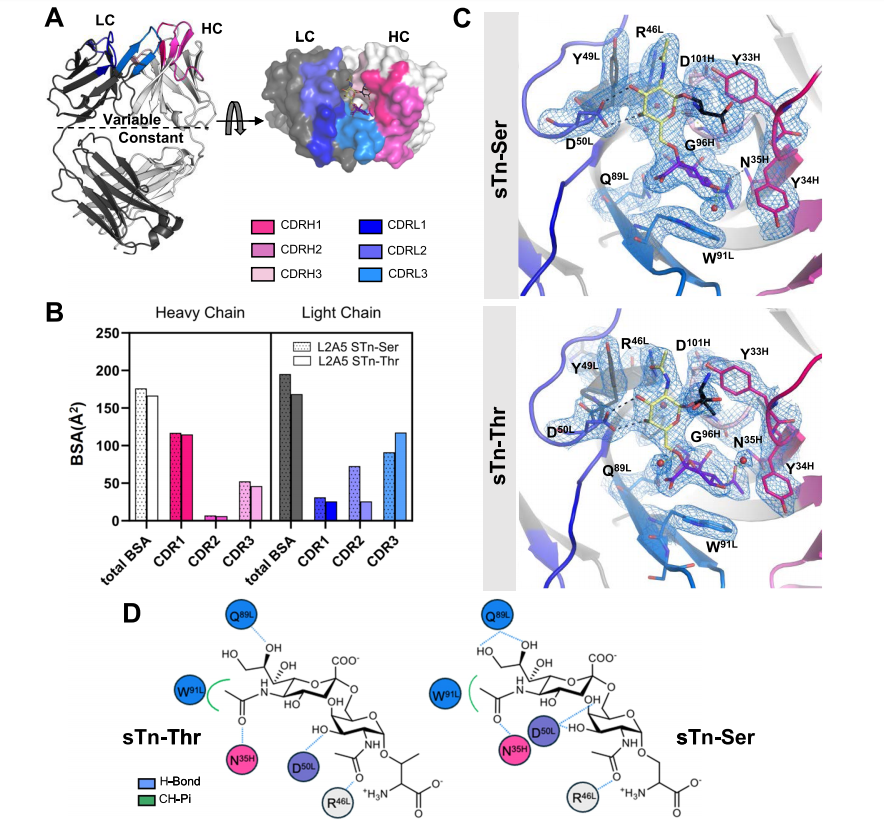 Decoding the Molecular Basis of the Specificity of an Anti-sTn Antibody