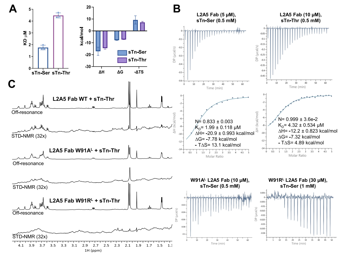 Decoding the Molecular Basis of the Specificity of an Anti-sTn Antibody