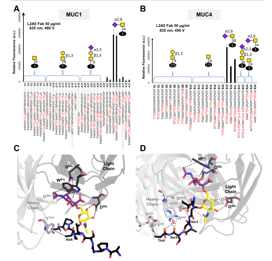 Decoding the Molecular Basis of the Specificity of an Anti-sTn Antibody