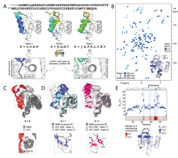 Deep learning guided design of dynamic proteins