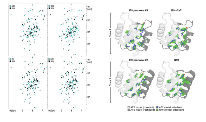 Deep learning guided design of dynamic proteins