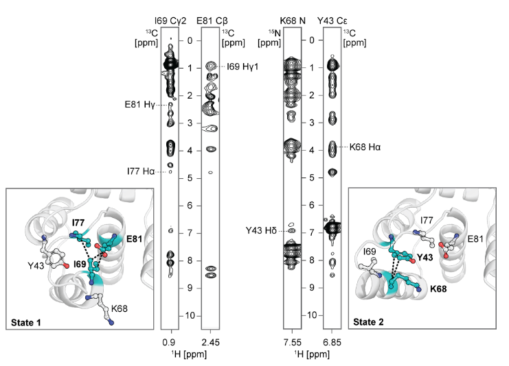 Deep learning guided design of dynamic proteins