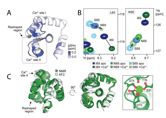 Deep learning guided design of dynamic proteins