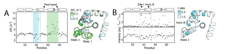 Deep learning guided design of dynamic proteins