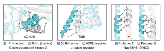 Deep learning guided design of dynamic proteins