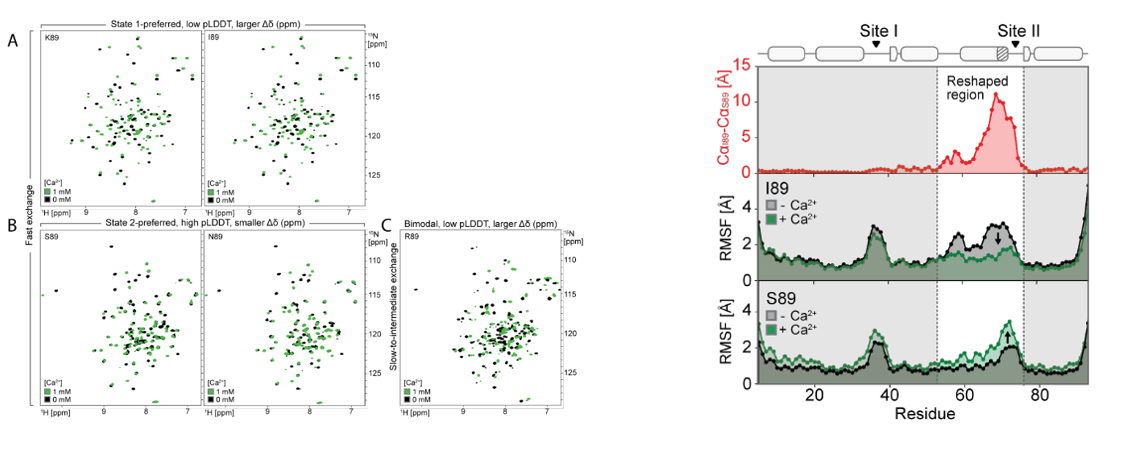 Deep learning guided design of dynamic proteins