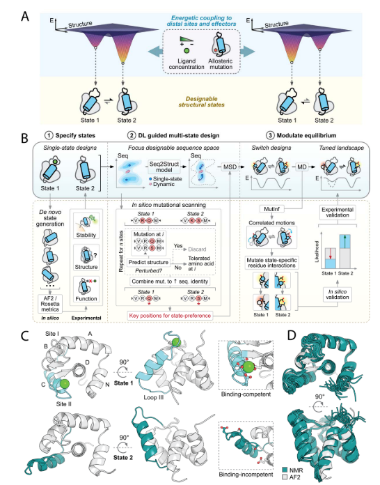 Deep learning guided design of dynamic proteins