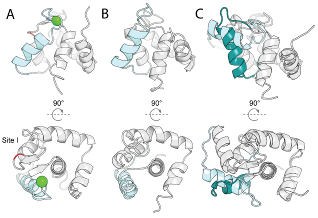 Deep learning guided design of dynamic proteins