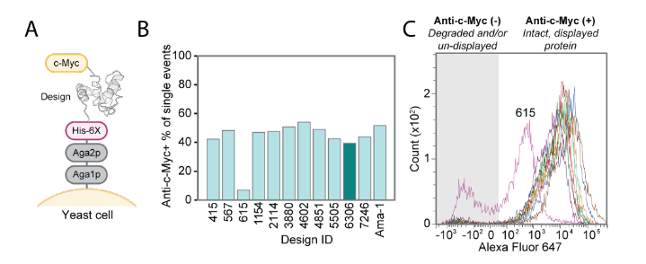 Deep learning guided design of dynamic proteins