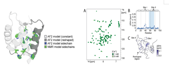 Deep learning guided design of dynamic proteins