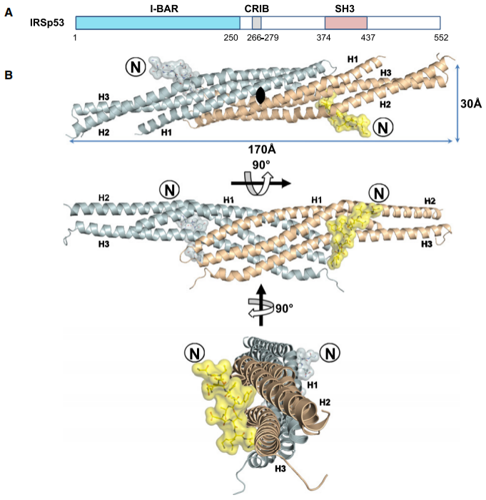 Dendritic spine morphological regulator BAIAP2