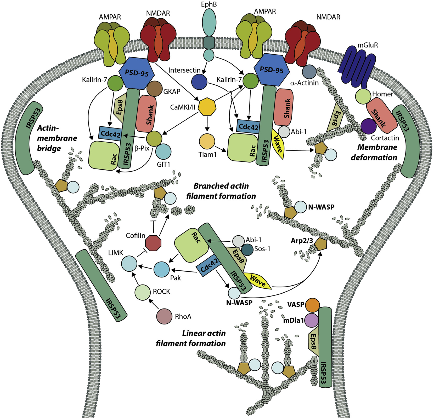 Dendritic spine morphological regulator BAIAP2